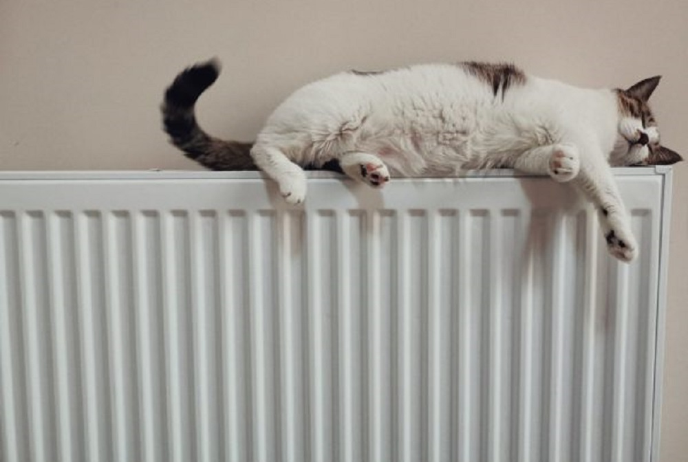 white and black cat on white radiator heater